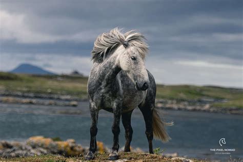 The Critically Endangered Eriskay Pony Could Disappear Without Careful Conservation