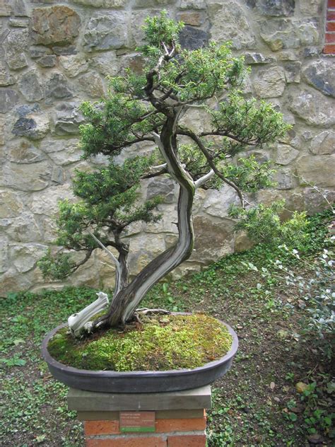 File:Juniperus rigida-Bonsai.jpg - Wikimedia Commons