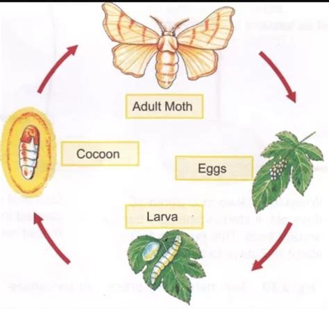 draw and label the life cycle of silk-moth????? - Brainly.in