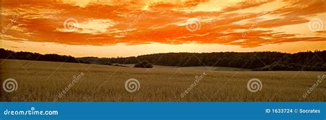 Corn field at sunset stock photo. Image of plant, crop - 1633724