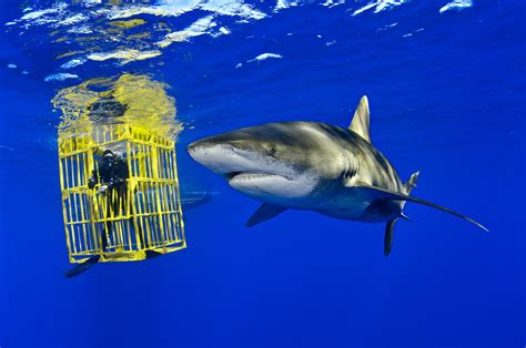 Great White, Say Cheese! Shark Photographer Gets Up Close For The Shot | Here & Now