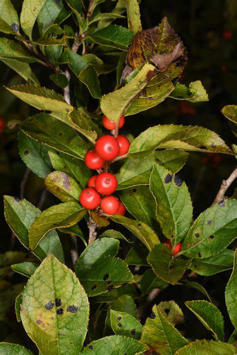 Ilex verticillata (Winterberry)