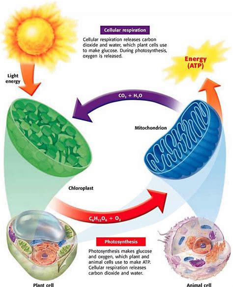 Cellular Respiration | Enseñanza biología, Biología avanzada, Clase de biología