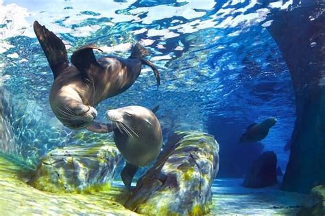 The Galápagos National Park For Its Exciting Wildlife