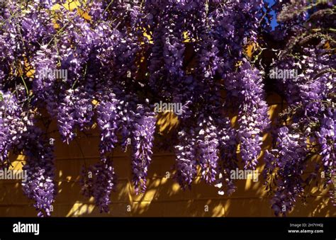 A BEAUTIFUL PURPLE WISTERIA VINE IN FULL FLOWER GROWING OVER A YELLOW BRICK WALL Stock Photo - Alamy