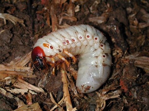 Fact sheet - Coconut rhinoceros beetle - Oryctes (108)