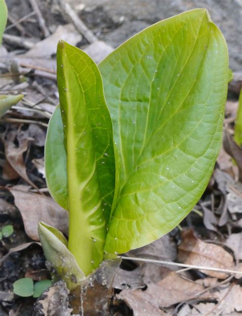 Skunk cabbage | Identify that Plant