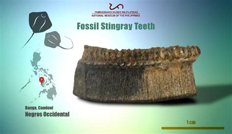 Fossil Stingray Teeth – National Museum