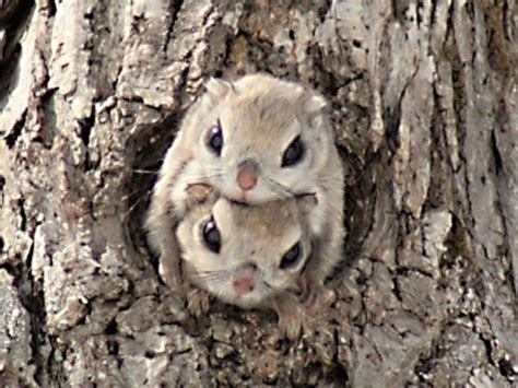 15 Facts & Photos | Adorable Japanese - Siberian Flying Squirrels | Cutest Animal On Earth ...