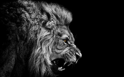 Lion Laptop Wallpapers - Top Free Lion Laptop Backgrounds - WallpaperAccess