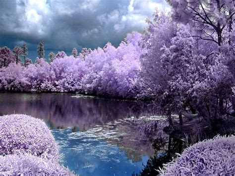 the trees are blooming and reflecting in the water