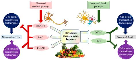 Frontiers | Natural Compounds as Medical Strategies in the Prevention and Treatment of ...