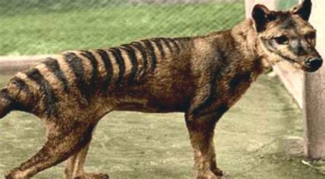 Tasmanian Tiger Spotted In The Wild Despite Being Extinct For 80 Years