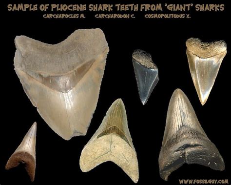 Fossilguy.com: Prehistoric Sharks - Shark Origins and Evolution