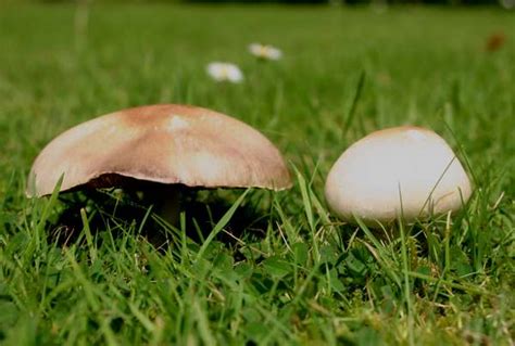 Agaricus campestris, Field Mushroom