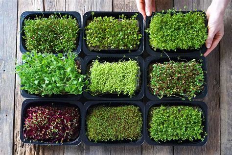 What are Microgreens? Nutrition, Health Benefits and How to Grow Them ...