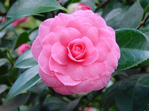 Plants & Flowers » Common Camellia