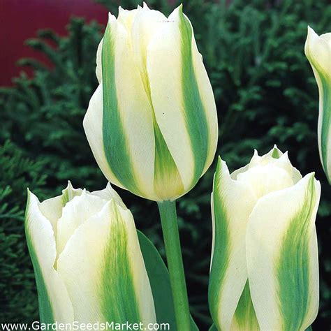 Tulipa Spring Green - Tulip Spring Green - 5 bulbs – Garden Seeds Market | Free shipping