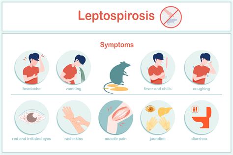 Vector illustrations infographic symptoms of leptospirosis fever, chills Nausea, vomiting ...