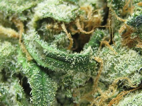 Blog - These Are The Most Popular Cannabis Strains in California Right Now | greenrush