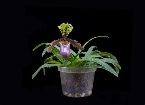 Paphiopedilum henryanum orchid plant care and culture | Travaldo's blog