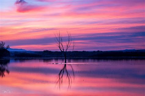 A Photography & Travel Guide to Bosque Del Apache, NM — Chasing Hippoz ...