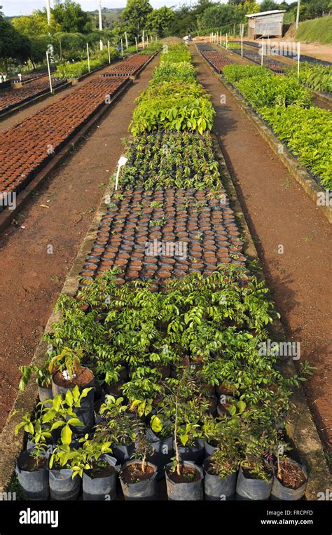 Tree seedlings nursery hi-res stock photography and images - Alamy