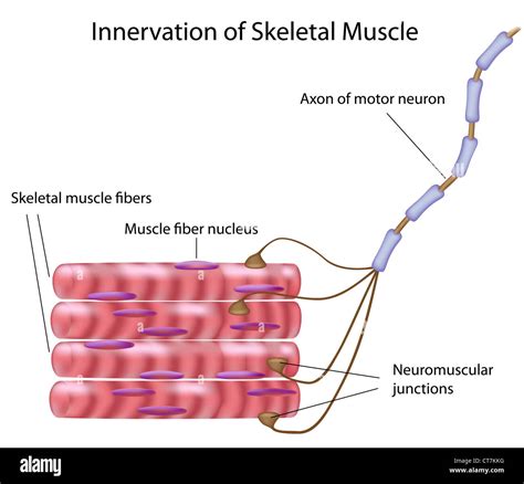 Skeletal Muscle Movement