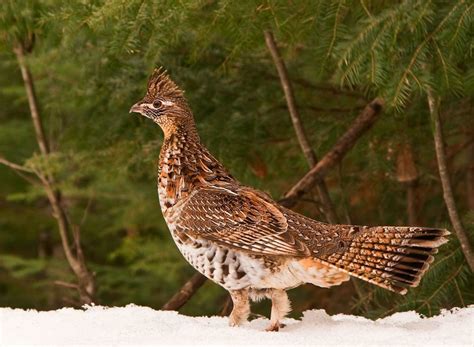 Pennsylvania: Ruffed Grouse50 Official State Birds and Everything You ...