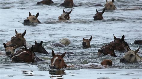 Chincoteague Island Pony Swim canceled for first time since WWII | FOX 5 DC