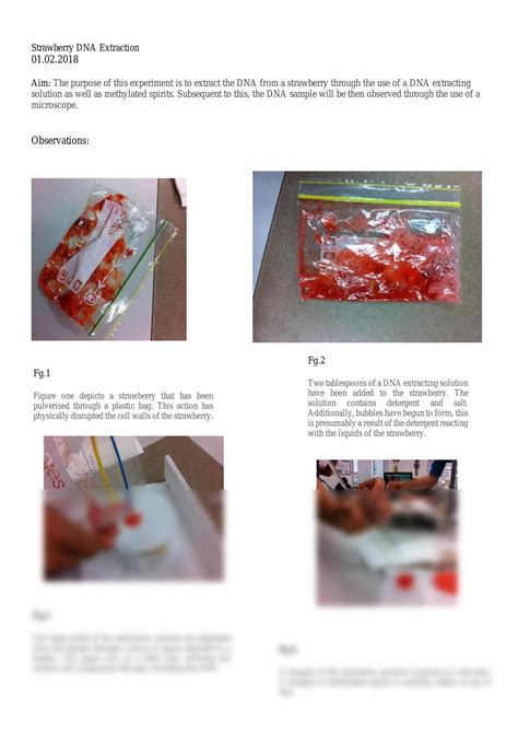 Strawberry DNA Extraction Experiment | Biology - Year 11 SACE | Thinkswap