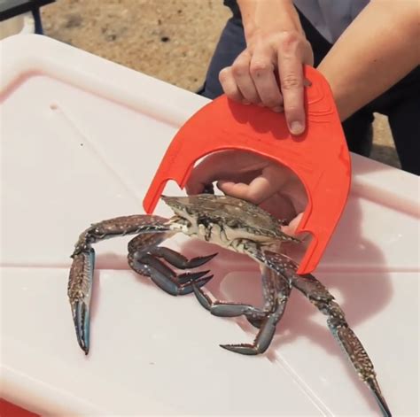 5 Must-Have Crabbing Tools -Crabbing HQ