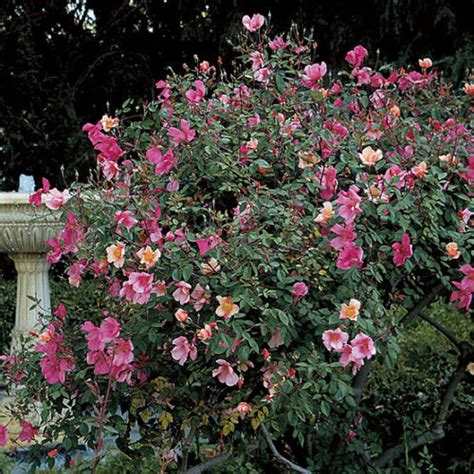 Rosa chinensis 'Mutabilis' - FineGardening