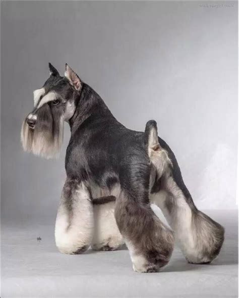 The 25+ best Schnauzer grooming ideas on Pinterest | Schnauzer cut, Schnauzer and Miniature ...