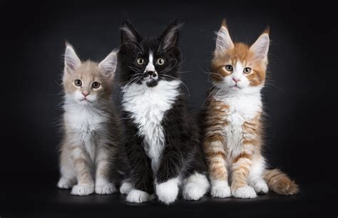 Maine Coon Kittens For Sale - European Maine Coons: DNA Tested