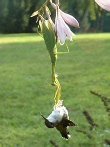 Praying mantis caught on camera eating a hummingbird