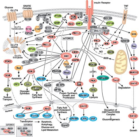 Kinase Signaling Pathways | Cell Signaling Technology