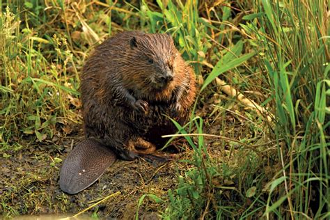 Beaver | Habitat, Size, & Facts. | Britannica