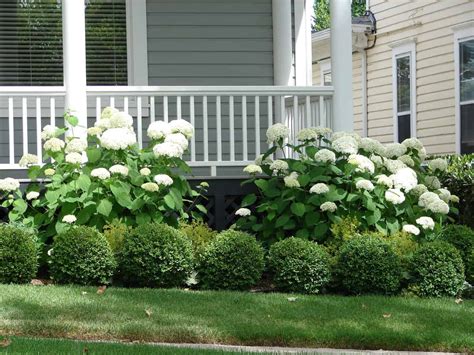 Foundation Plants: 16 Shrubs & Plants For The Front Of Your House