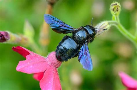 Taking A Closer Look At The Blue Carpenter Bee - Beekeeping 101