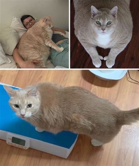 Cat Weight Loss Transformations (24 pics)