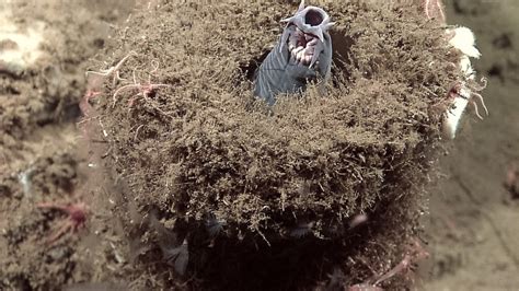 Pacific Hagfish Habitat