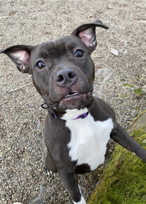 Dog for adoption - Aretha (mcas), a Pit Bull Terrier Mix in Troutdale ...