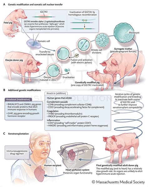 From somatic cell to genetically-modified pig Illustration by Amino ...