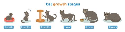 Cat Growth Stages Set 7681749 Vector Art at Vecteezy