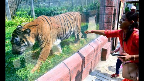 Byculla zoo gets 1,400 visitors on Day 1 of reopening, to go live on ...