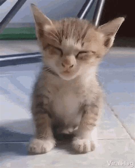 Sleepy Tired GIF - Sleepy Tired SleepyKitty - Discover & Share GIFs