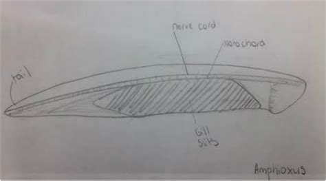 Chordates - Biology 11