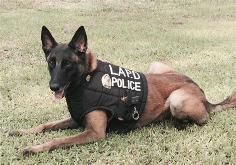 My L.A P.D Police Dog ( Belgian malinois ) – K9 Manila of Dog Trainer ...