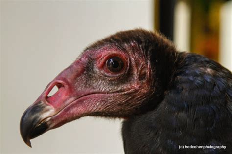 Turkey Vulture - Wild Bird Fund